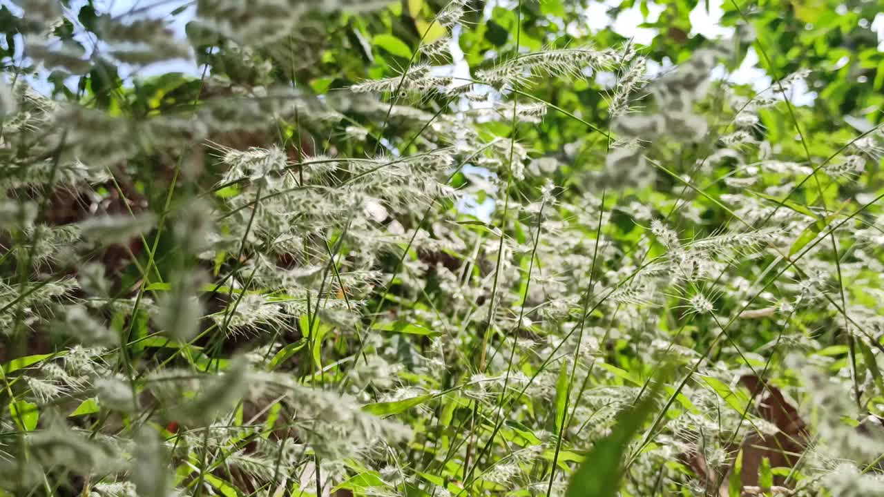 摇曳的花草视频素材