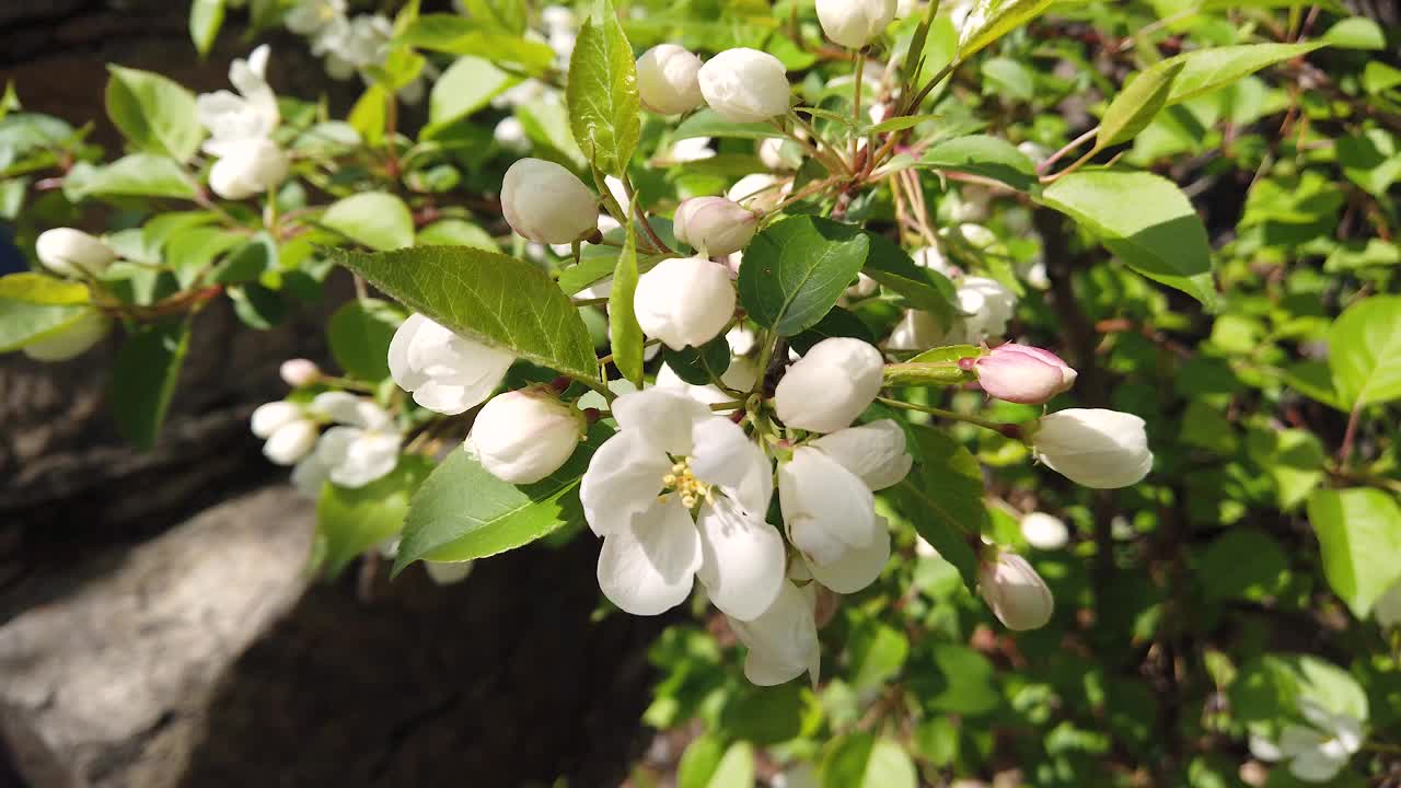 白色苹果树花特写视频下载