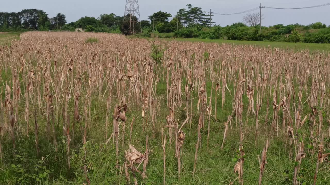 玉米农场视频素材