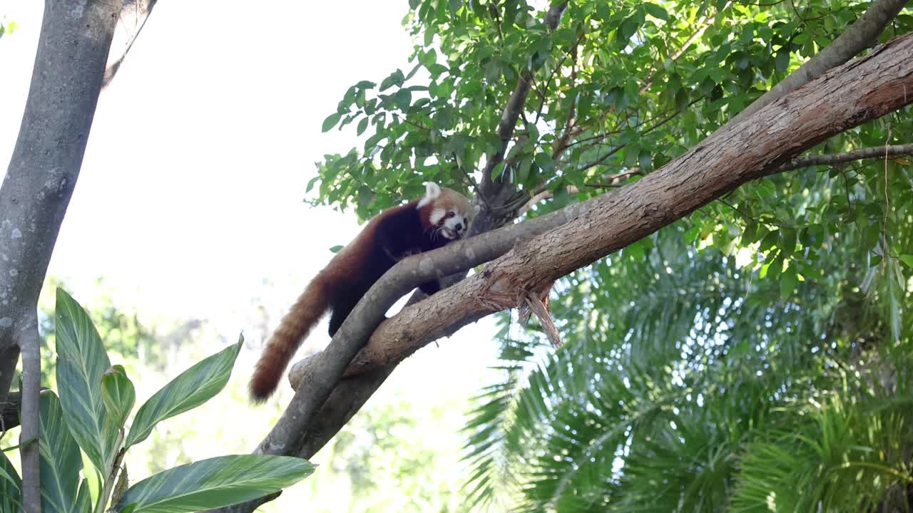 小熊猫爬树视频素材