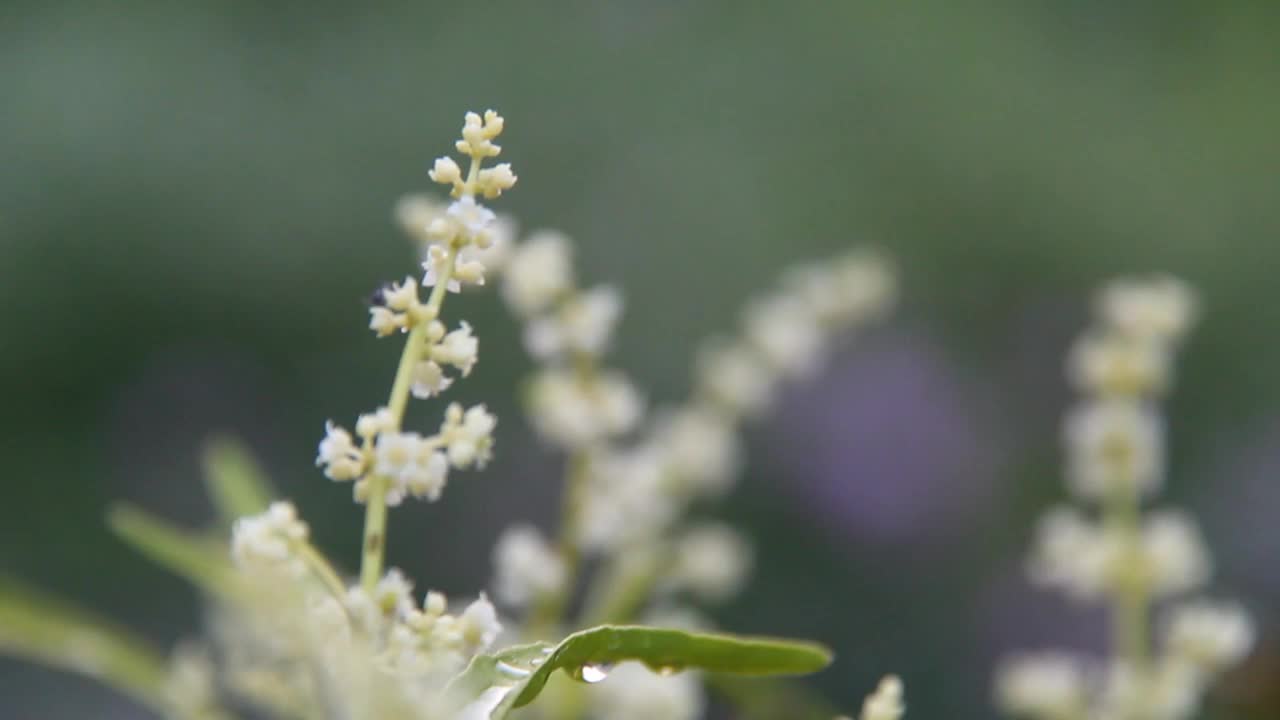 野生植物在风中飘扬视频下载