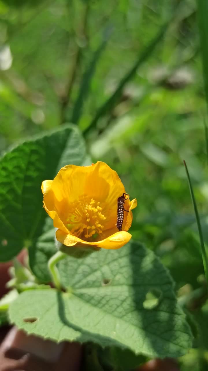 那朵小黄花视频素材