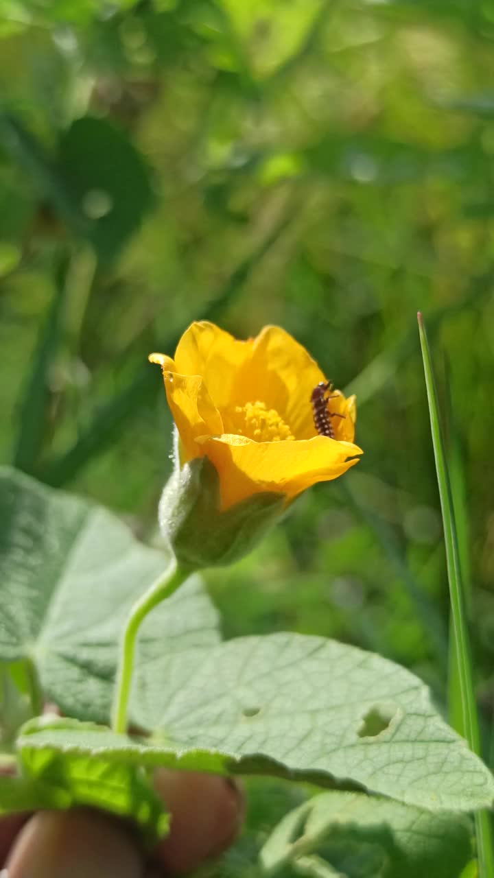 那朵小黄花视频素材