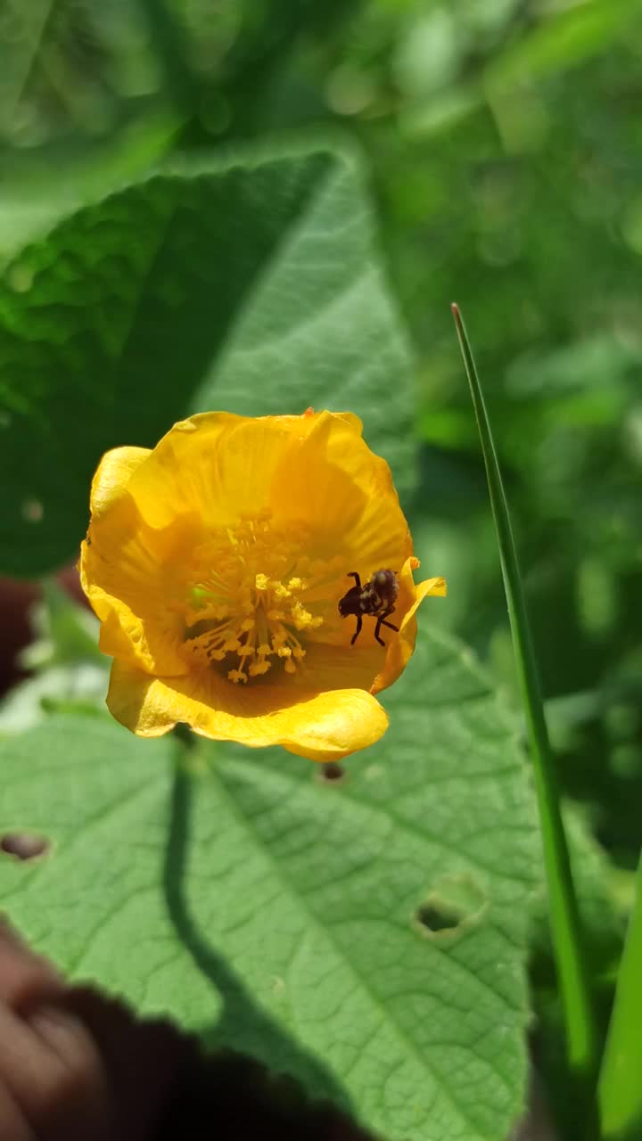 那朵小黄花视频素材