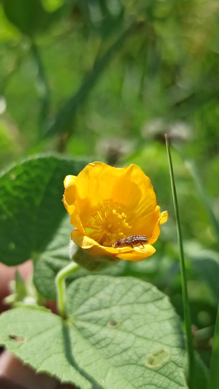 那朵小黄花视频素材