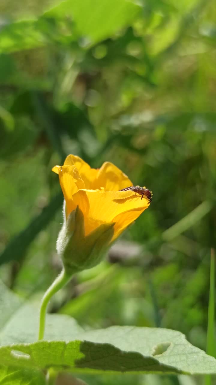 那朵小黄花视频素材