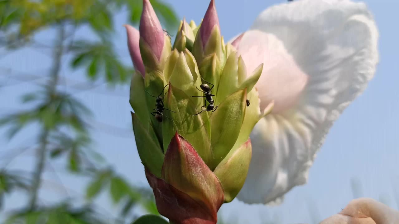 紫色的花视频素材