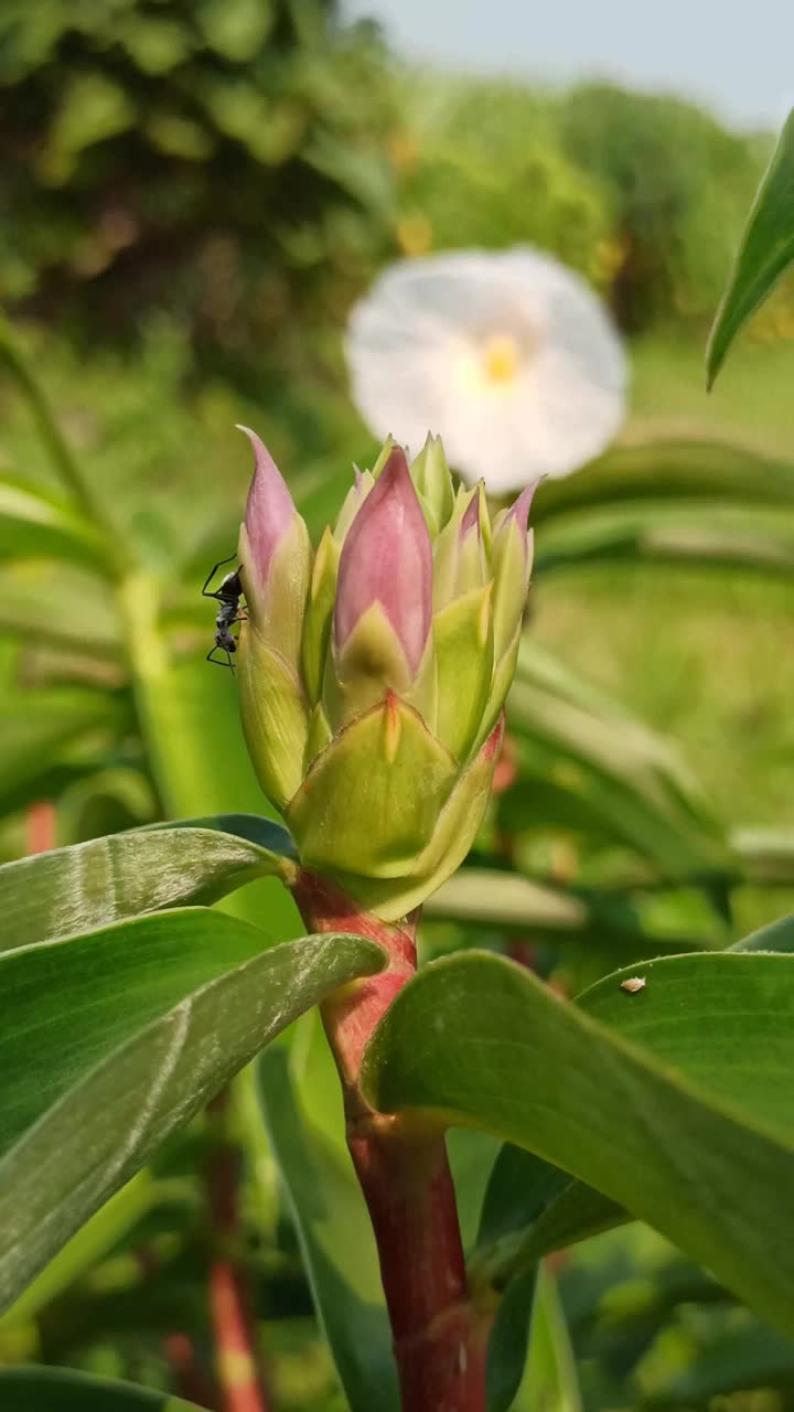 紫色的花视频素材