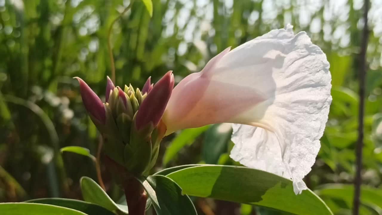 紫色的花视频素材