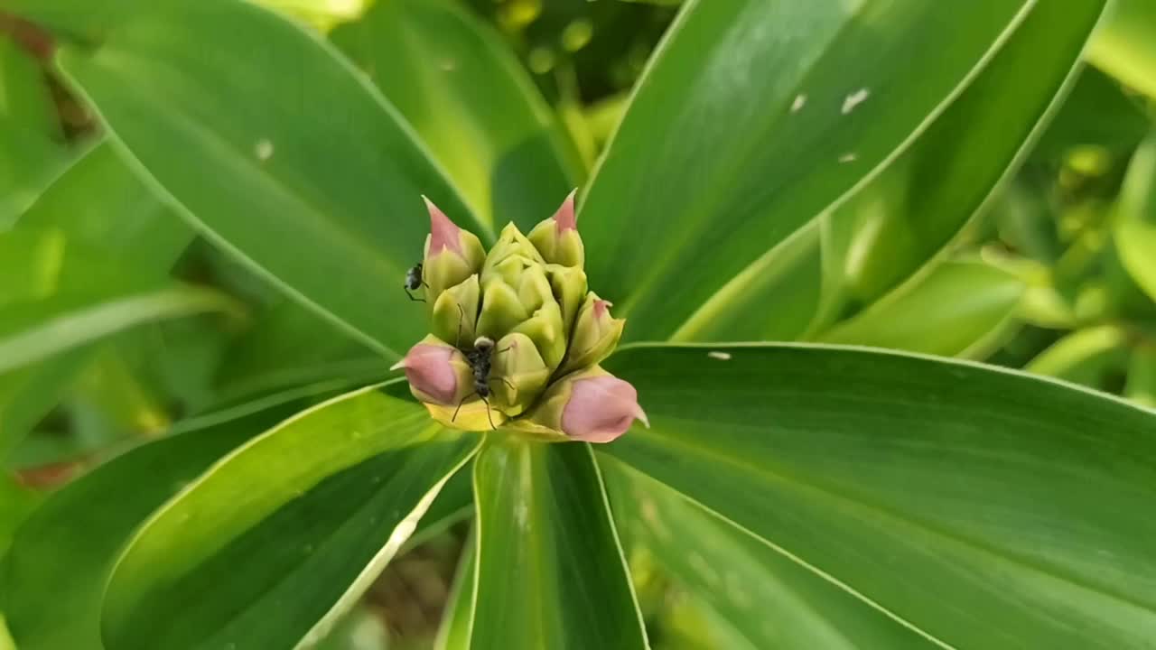 紫色的花视频素材