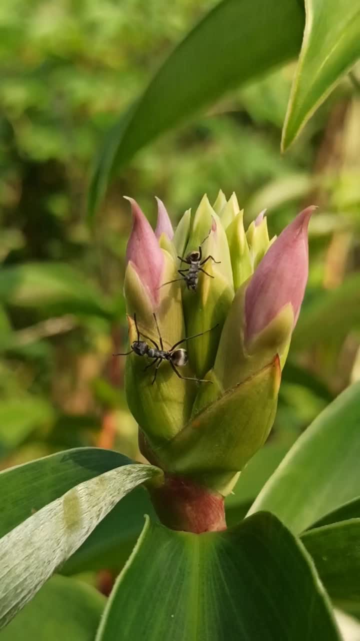 紫色的花视频素材