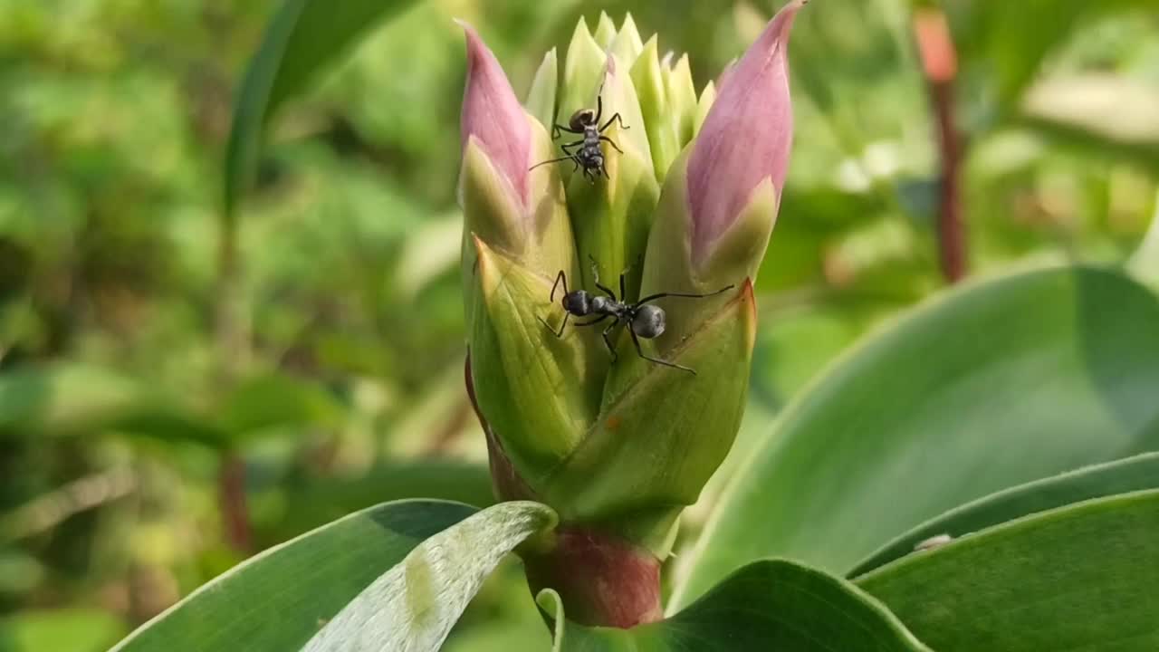 紫色的花视频素材