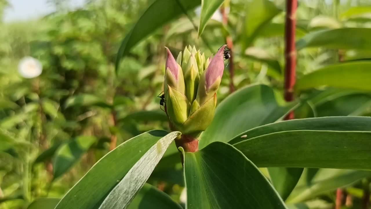 紫色的花视频素材