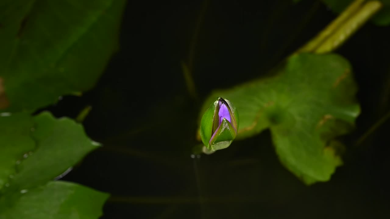 一个盛开的紫色睡莲从花蕾到完全开花的延时镜头，孤立在黑色背景上视频素材