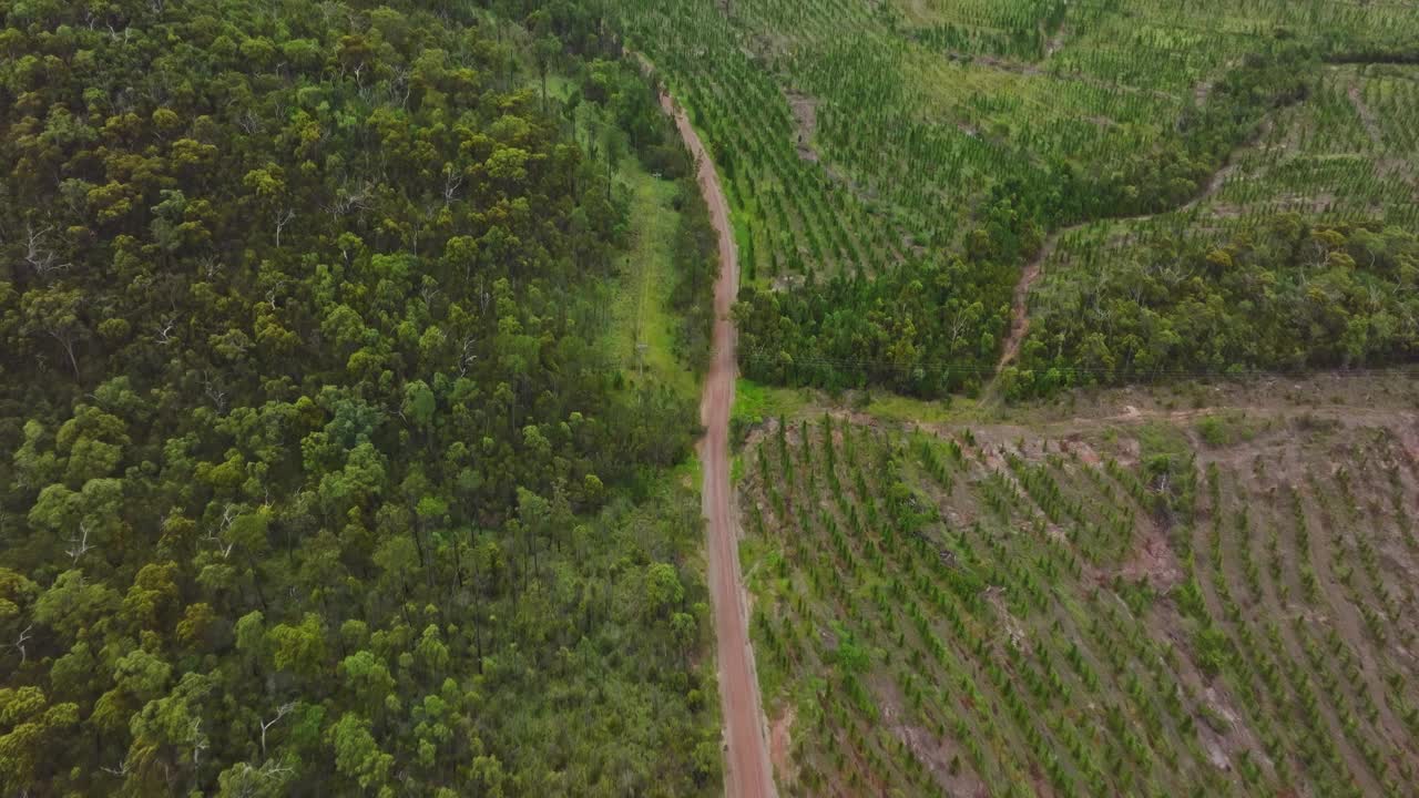 鸟瞰图显示松树种植和再造林的道路视频素材