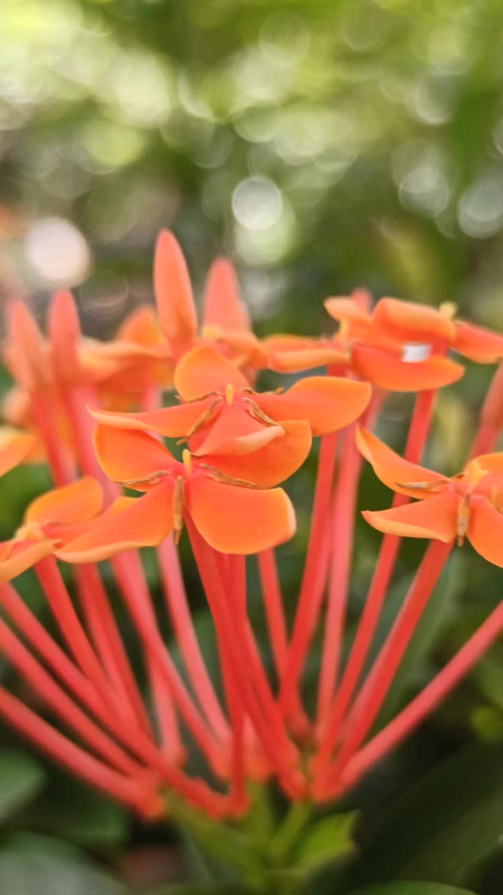 红色阿育王花视频素材