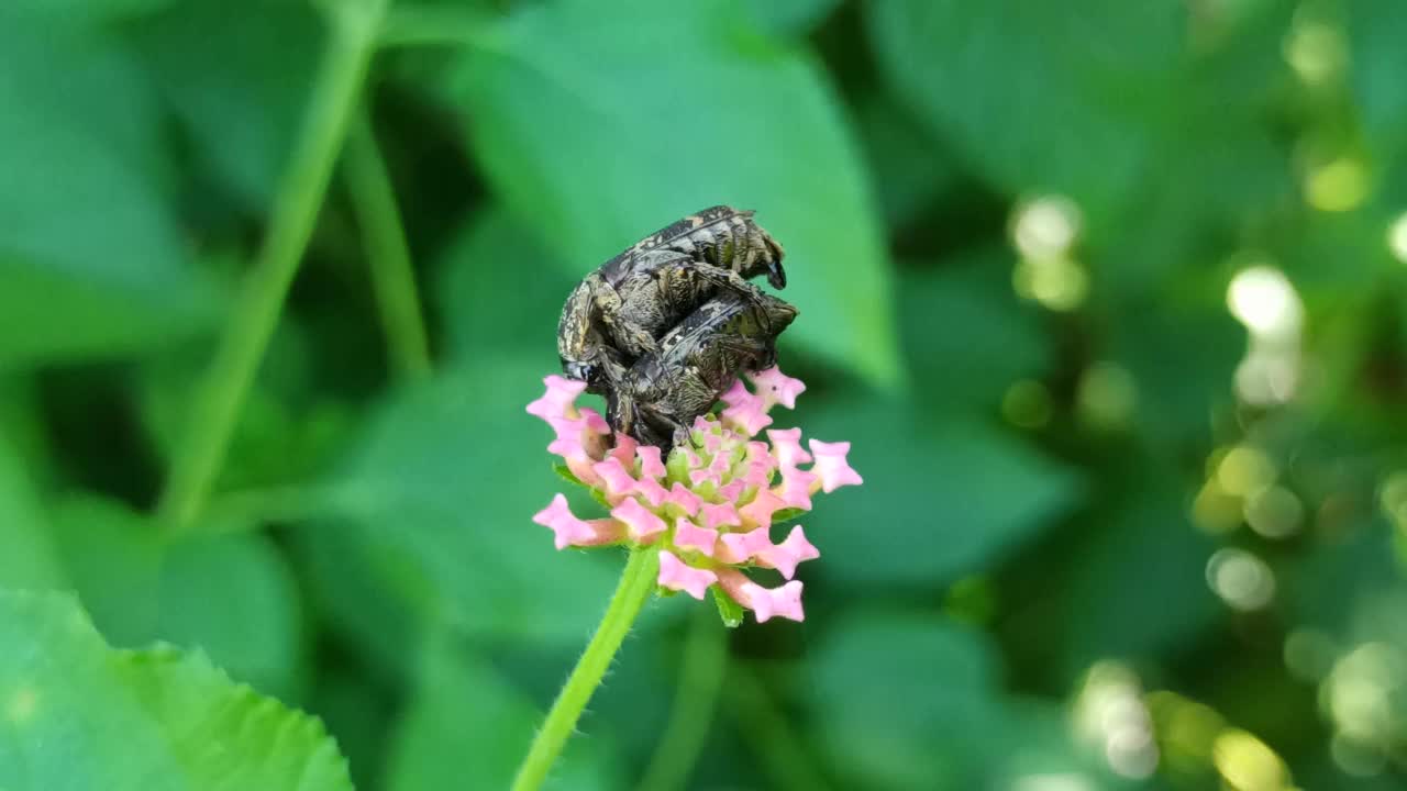 兰塔纳照相机上的昆虫视频素材