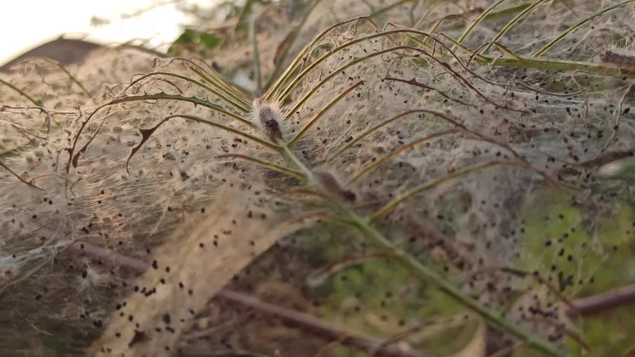 卡特彼勒害虫视频素材