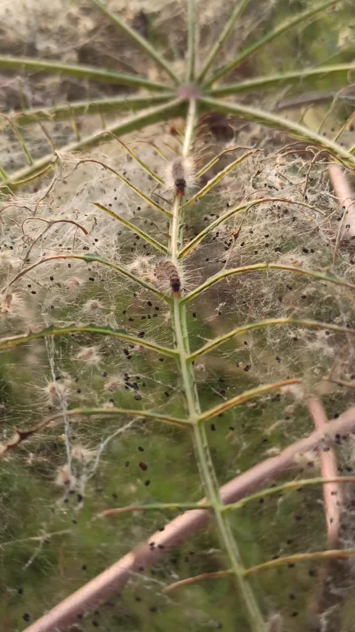 卡特彼勒害虫视频素材