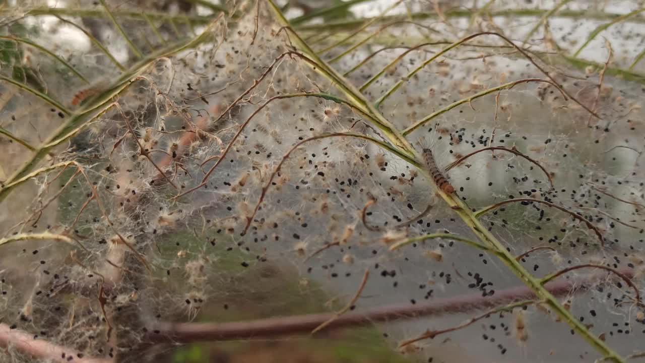 卡特彼勒害虫视频素材