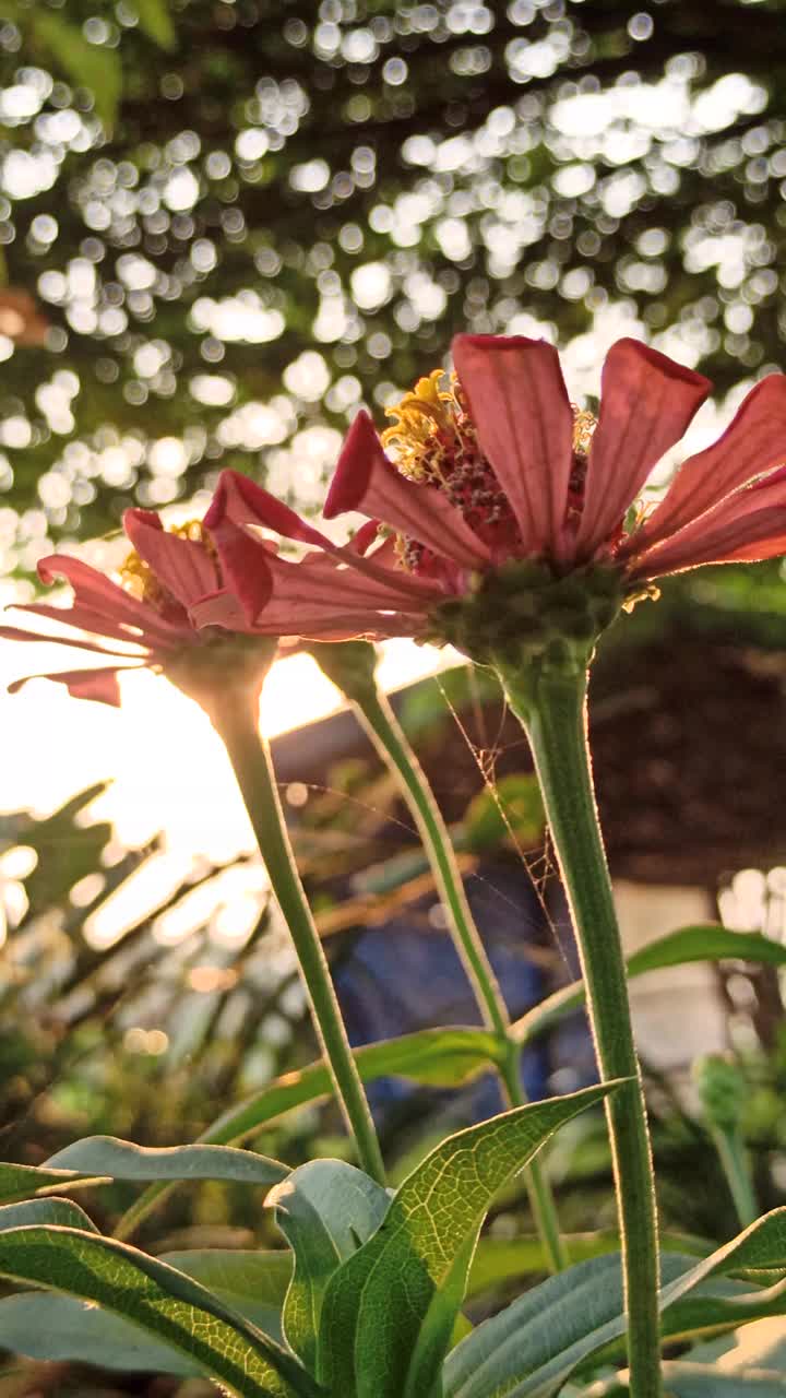 粉红色的百日菊花视频素材