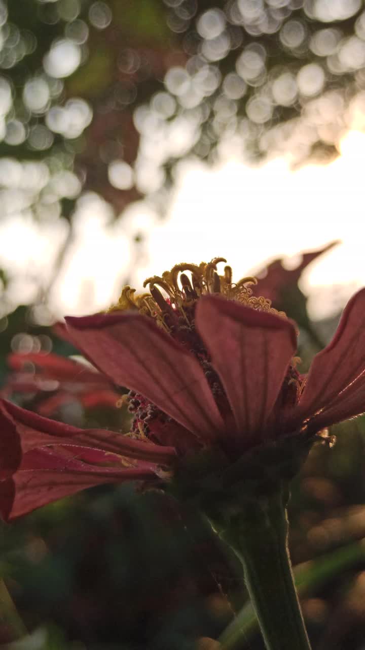 粉红色的百日菊花视频素材