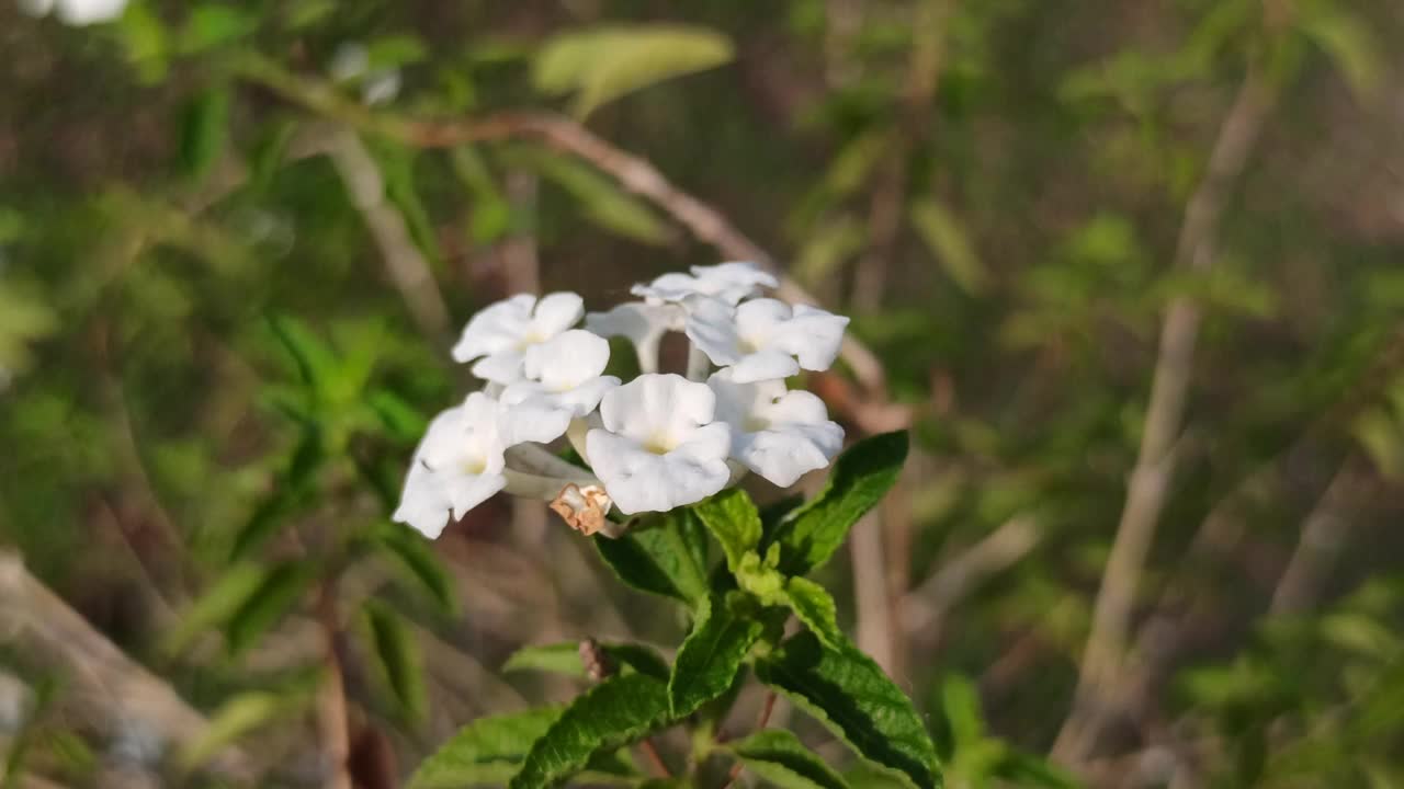 白色的lantana camara视频素材