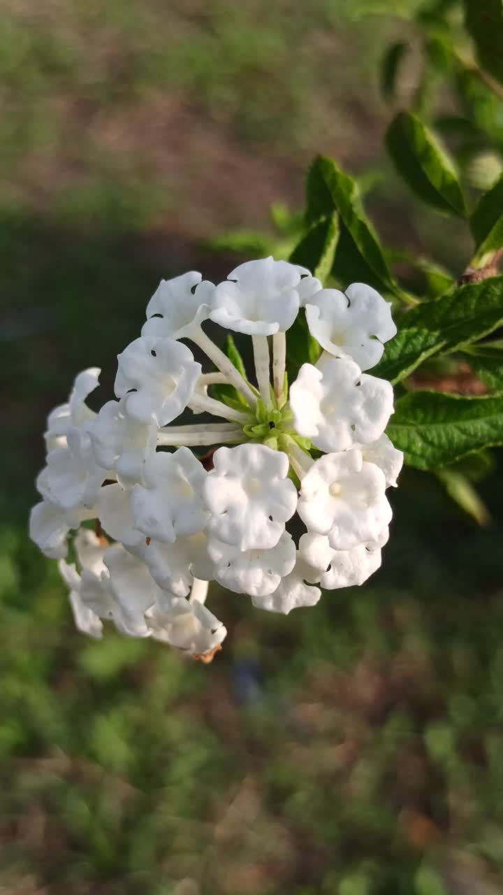 白色的lantana camara视频素材