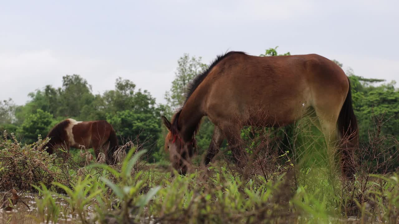 一只棕色的宠物马弯腰吃草的特写镜头。视频下载