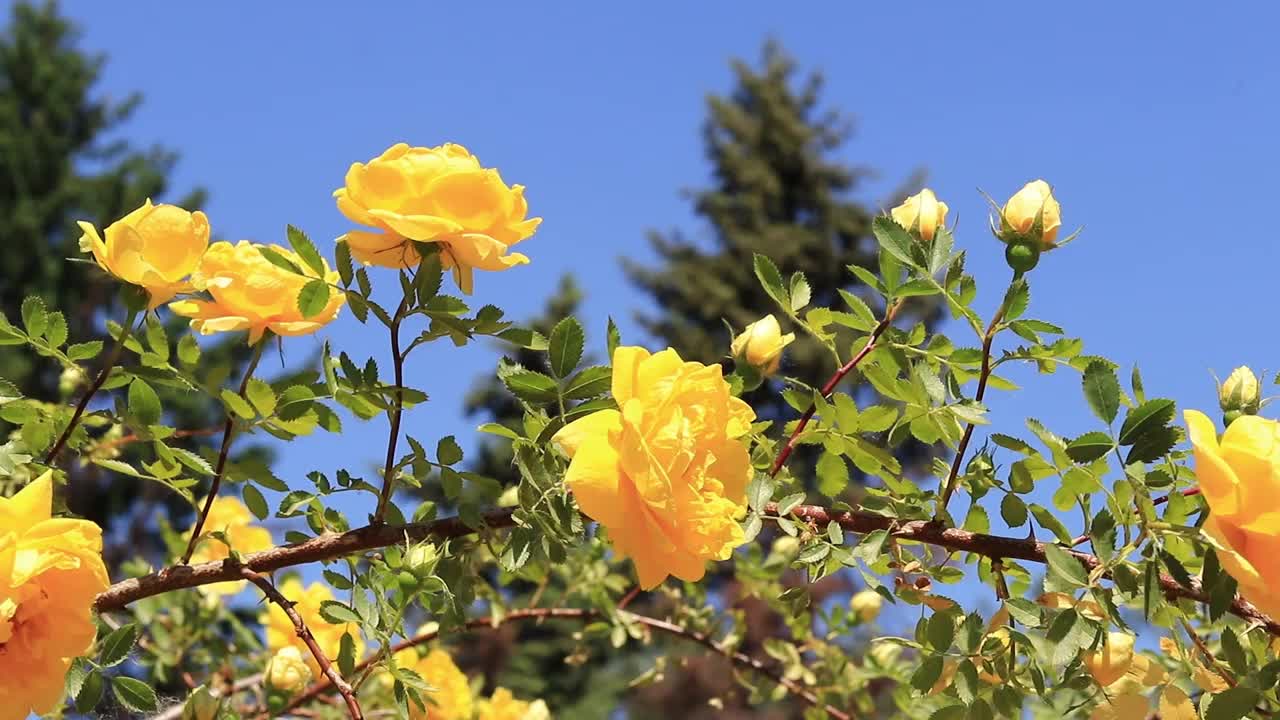 盛开的黄玫瑰，花的特写视频素材