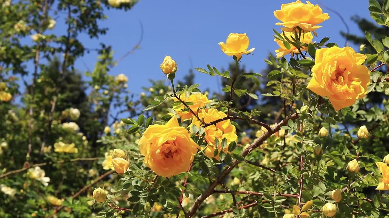 盛开的黄玫瑰，花的特写视频素材