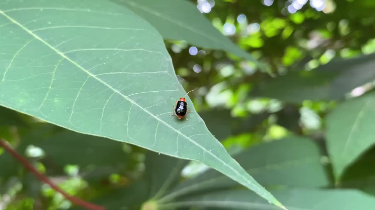 栖息在叶子上的叶甲虫(Aulacophora lewisii)的后视图。也被称为南瓜甲虫与黑色鞘翅视频素材