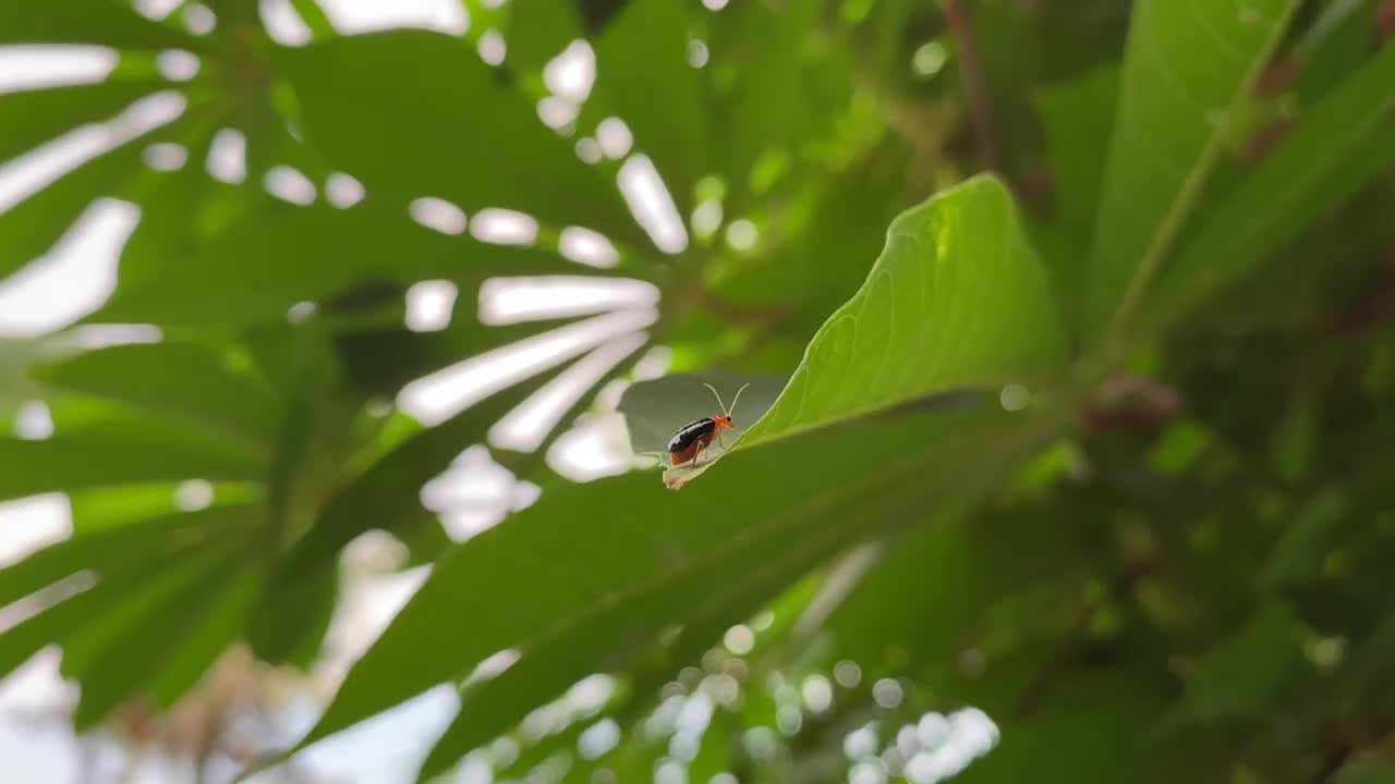 一只叶甲虫(Aulacophora lewisii)栖息在叶子上的侧视图。也被称为南瓜甲虫与黑色鞘翅视频素材