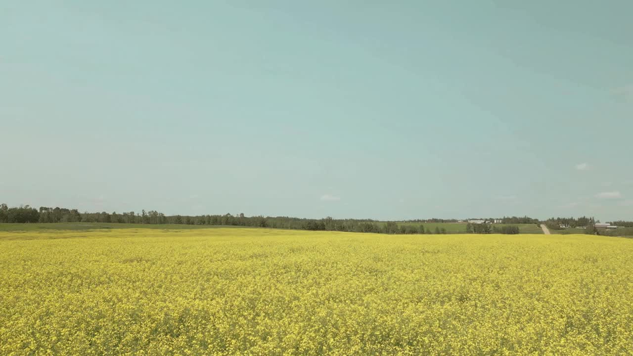 无人机俯瞰黄色油菜籽田，背景是山和天空。在阳光明媚的秋风吹过炎热的夏天之前。俯瞰金色农场的全景。农田产油视频下载