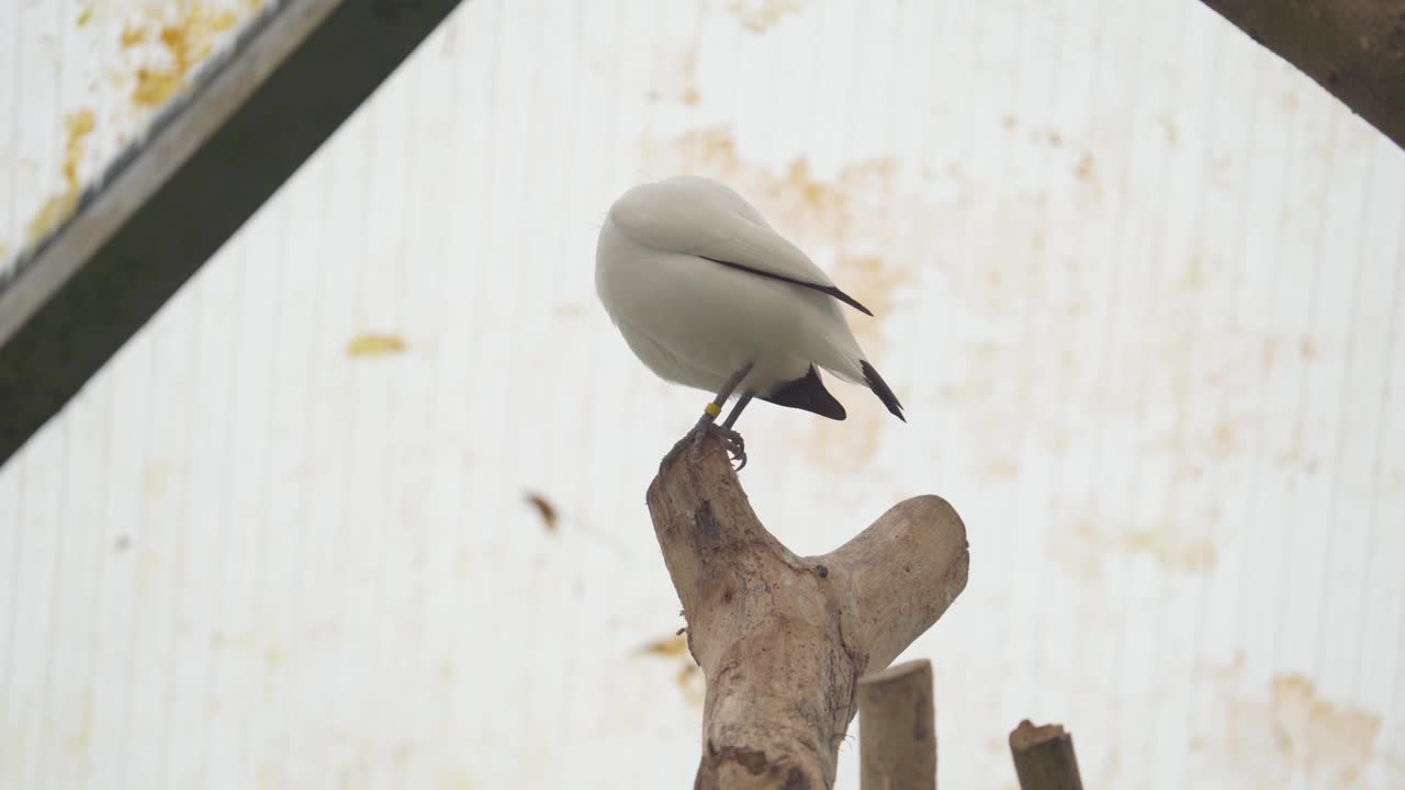 印尼笼中特有鸟厘八哥。特写镜头视频素材