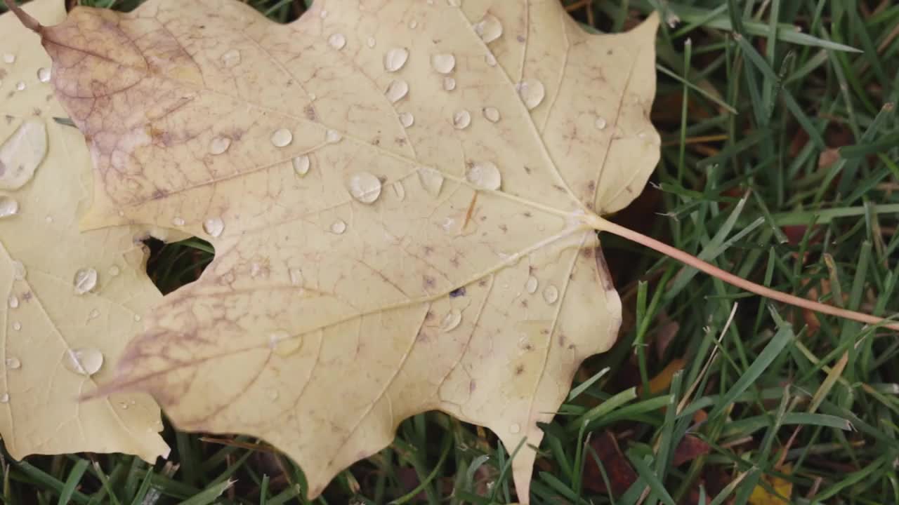 秋叶铺在草地上，带着雨点视频素材