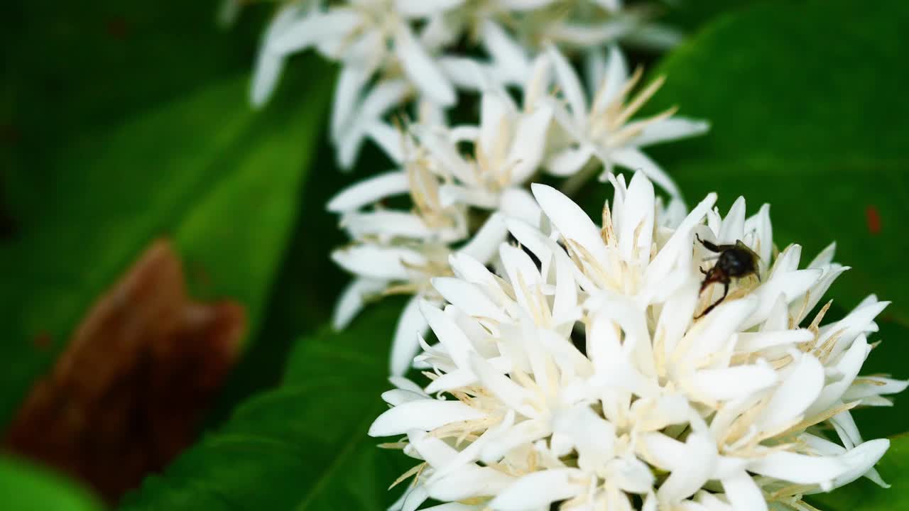 罗布斯塔咖啡花上的无刺蜜蜂和蜜蜂视频下载