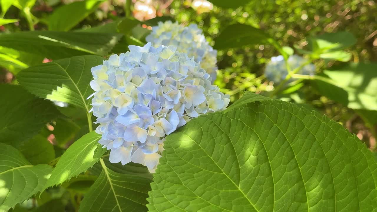 在一个阳光明媚的日子里，盛开的蓝色绣球花被郁郁葱葱的绿叶包围着视频素材