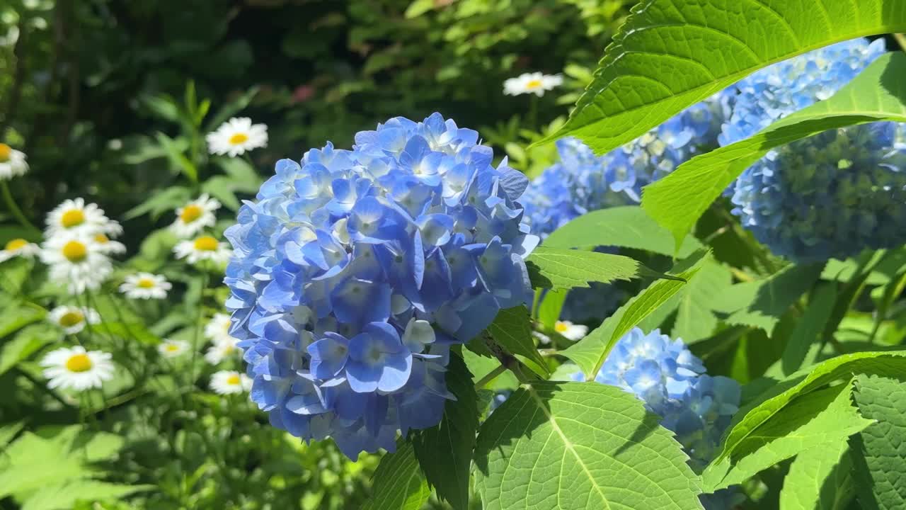 充满活力的蓝色绣球花和白色雏菊在阳光明媚的花园里视频素材