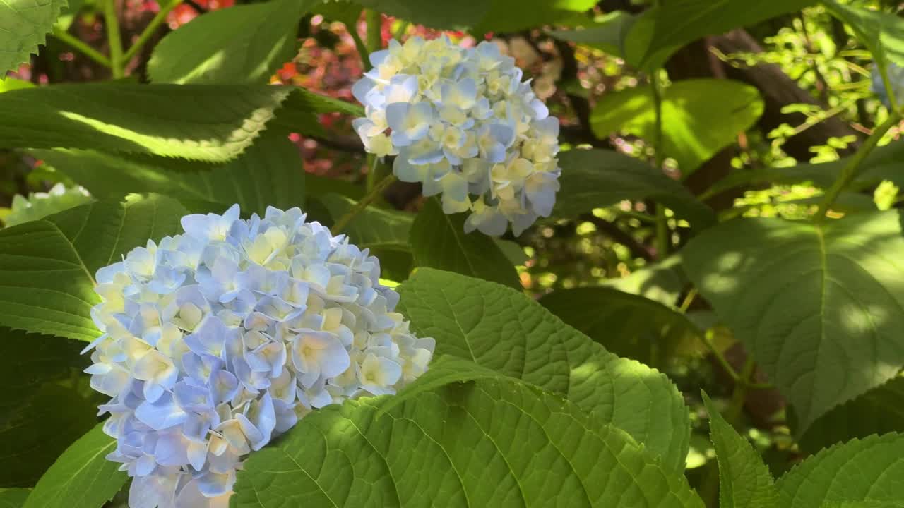 蓝色的绣球花盛开在郁郁葱葱的花园中，阳光透过绿叶过滤视频素材