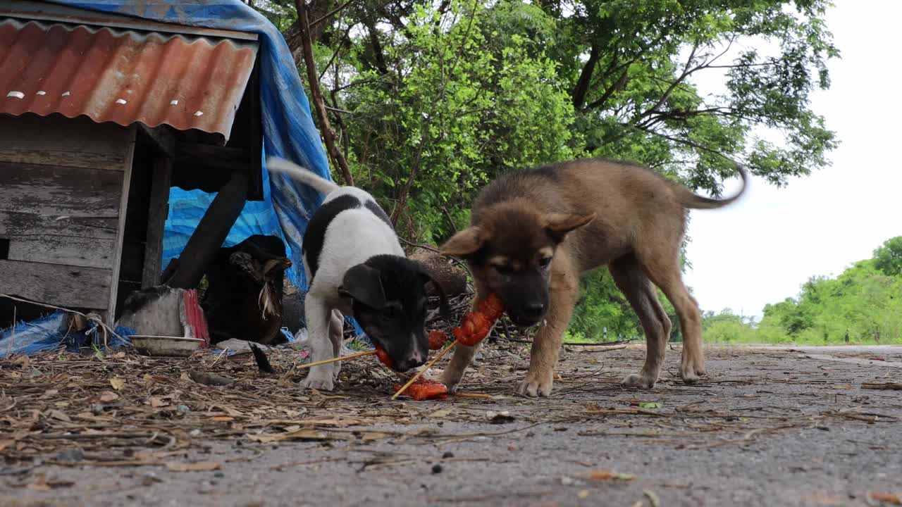 <s:2>棕色、黑色和白色的泰国流浪狗站着吃烤鸡。视频下载