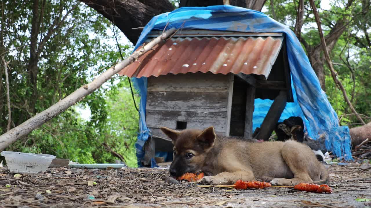 一只棕色的泰国流浪狗正在吃烤鸡睡觉。视频下载