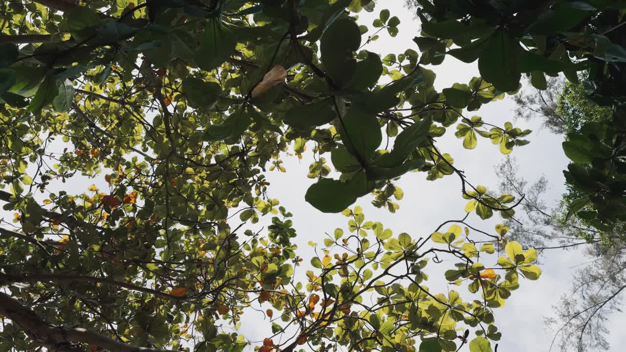 树木植物与绿色的叶子和天空从下面看视频下载