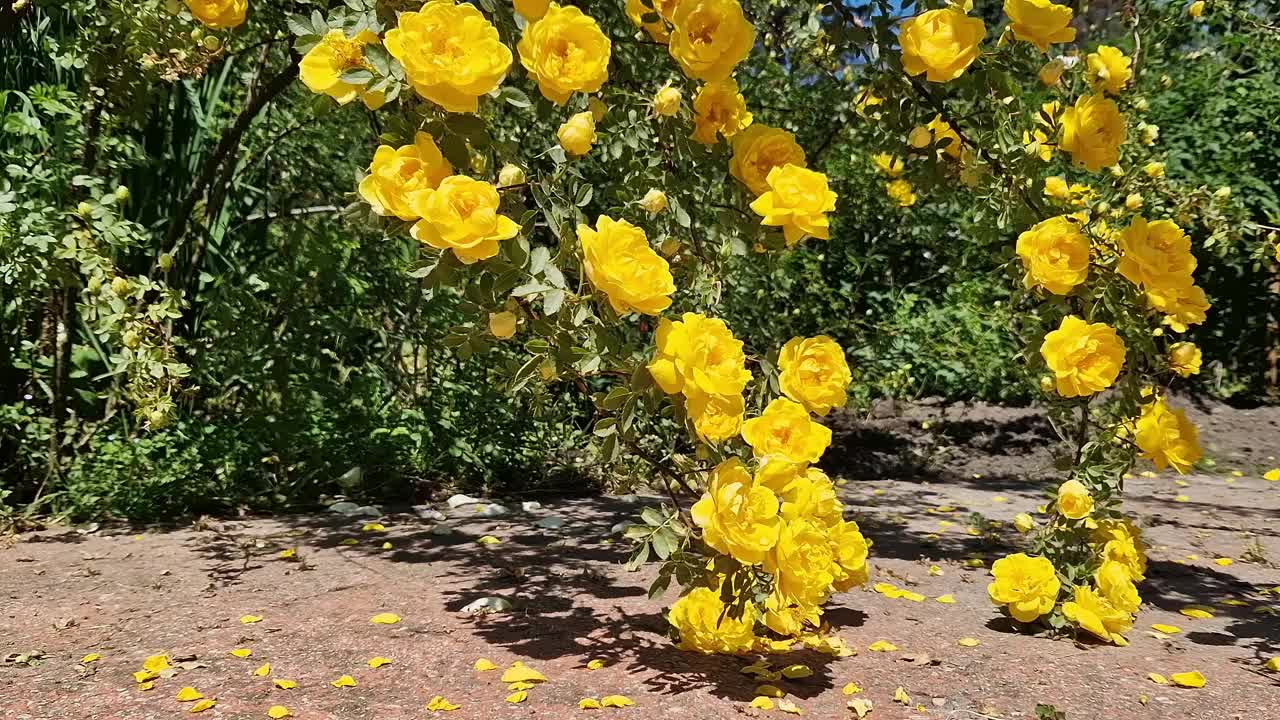 盛开的黄玫瑰，花的特写。公园里的花视频素材