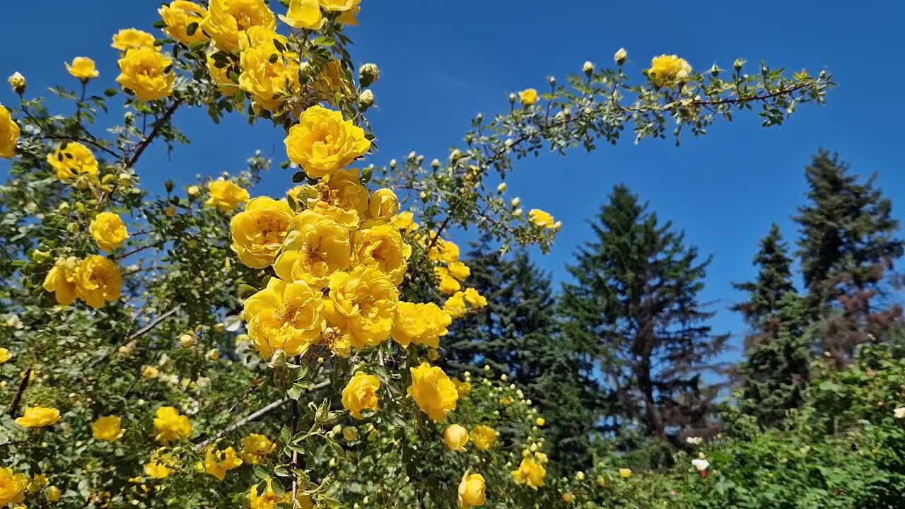 盛开的黄玫瑰，花的特写。公园里的花视频素材