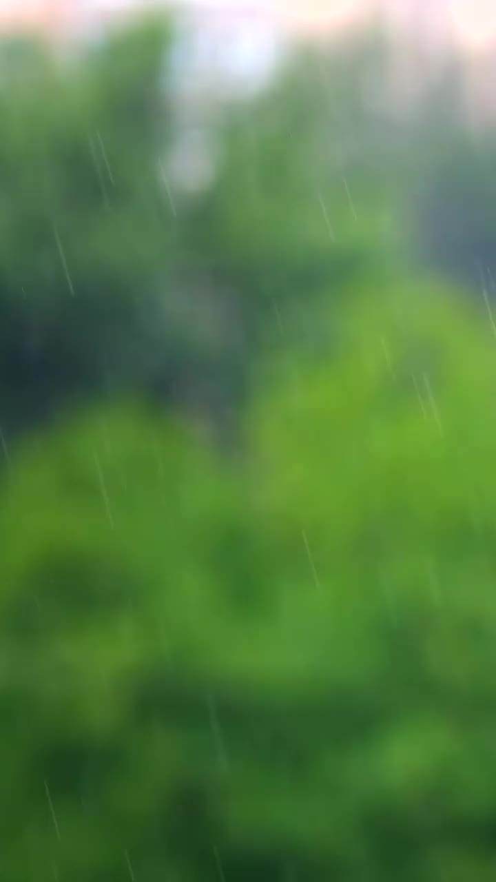 大雨特写，背景是模糊的树木。视频素材