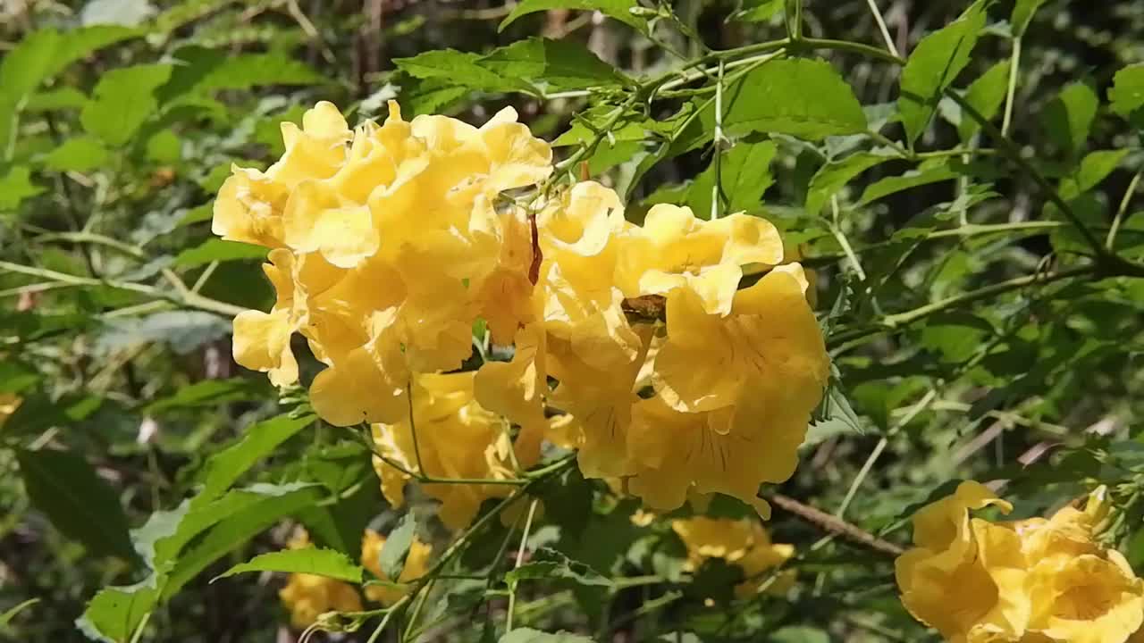 在阳光下盛开黄色铃状或黄色接骨木枝花视频下载