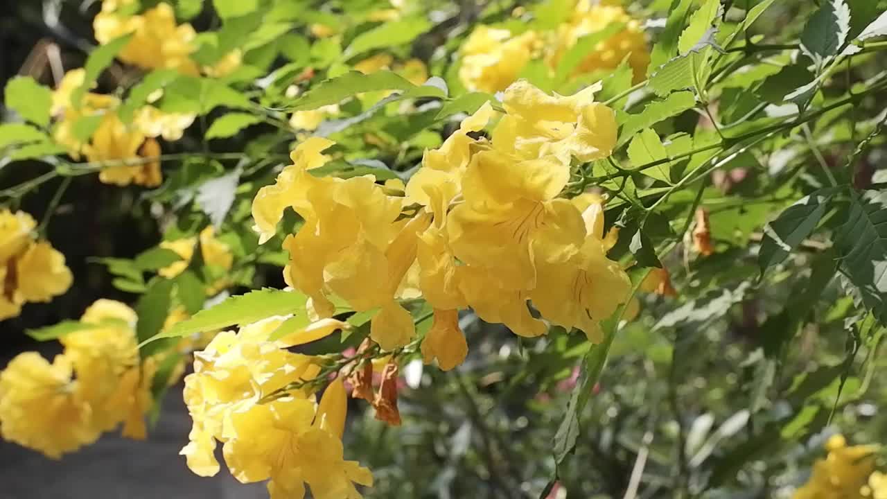 在阳光下盛开黄色铃状或黄色接骨木枝花视频素材