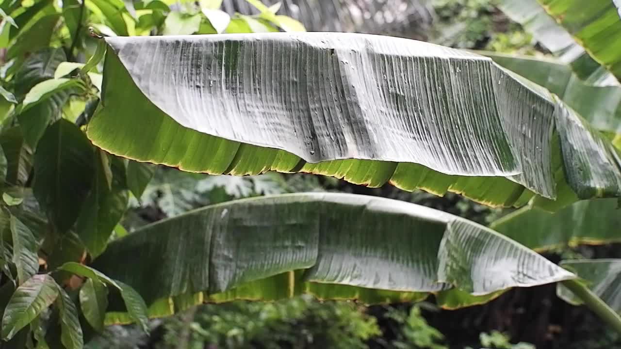 雨后香蕉叶上滴着新鲜的露珠视频下载