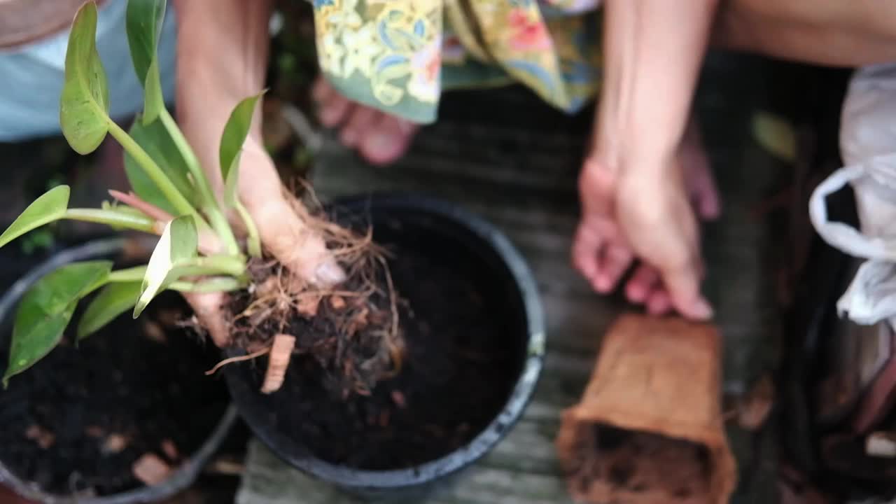 封闭的亚洲妇女的手是园艺与植物和花卉在一个花盆在花园视频下载